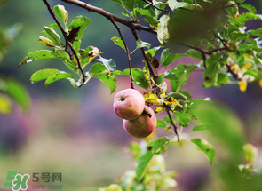 野蘋果可以泡酒嗎？野蘋果泡酒有什么功效？