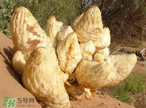 鎖陽和肉蓯蓉一起泡酒可以嗎？肉蓯蓉和鎖陽的區(qū)別