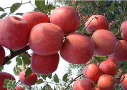 阿克蘇蘋(píng)果脆嗎？阿克蘇蘋(píng)果是粉蘋(píng)果還是脆蘋(píng)果？