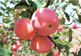 面蘋果和脆蘋果有什么區(qū)別？面蘋果和脆蘋果哪個(gè)營養(yǎng)大？