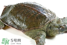 有乙肝可以吃甲魚嗎？乙肝患者禁吃甲魚