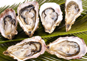 生蠔多少錢一斤？生蠔一斤有幾個？