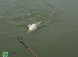 立春能釣魚嗎？立春好釣魚嗎？
