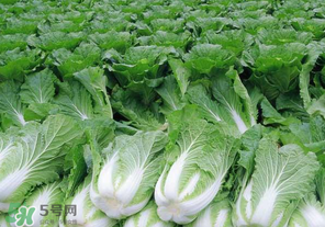 臘月吃什么蔬菜？臘月吃什么素菜？