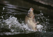 立春能釣魚嗎？立春好釣魚嗎？