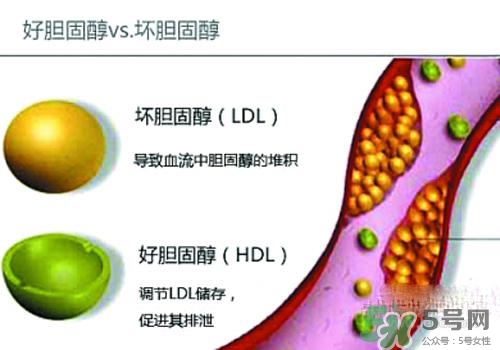 膽固醇高是血脂稠嗎？膽固醇高和血脂稠有什么聯(lián)系？