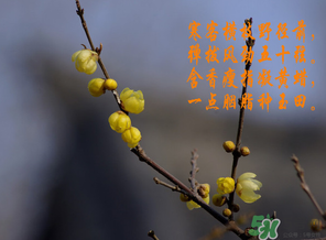 臘月有什么時候好日子？臘月有幾個黃道吉日？