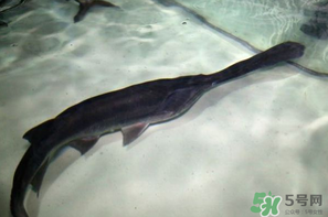 鴨嘴魚多少錢一斤？野生鴨嘴魚多少錢一斤？