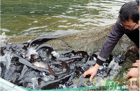 鴨嘴魚多少錢一斤？野生鴨嘴魚多少錢一斤？