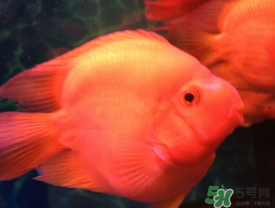 魚眼睛紅了怎么回事？魚眼睛變紅是什么原因？