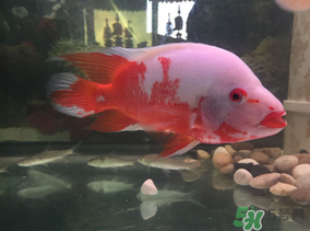 魚眼睛紅了怎么回事？魚眼睛變紅是什么原因？