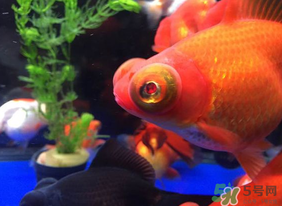 魚眼睛紅了怎么回事？魚眼睛變紅是什么原因？