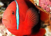 魚(yú)眼睛紅了怎么回事？魚(yú)眼睛變紅是什么原因？