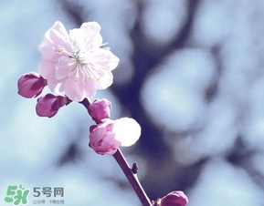 立春吃什么蔬菜？立春時(shí)令蔬菜推薦
