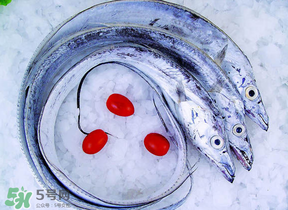 帶魚多少錢一斤？帶魚多少錢一箱？