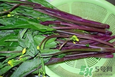 紅菜苔是苦的嗎？紅菜苔為什么有苦味？