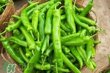 青椒可以放冰箱嗎？為什么青椒不能放冰箱？
