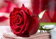 情人節(jié)送什么顏色的玫瑰花好？情人節(jié)送幾朵玫瑰花好？