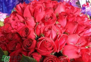 情人節(jié)送什么顏色的玫瑰花好？情人節(jié)送幾朵玫瑰花好？