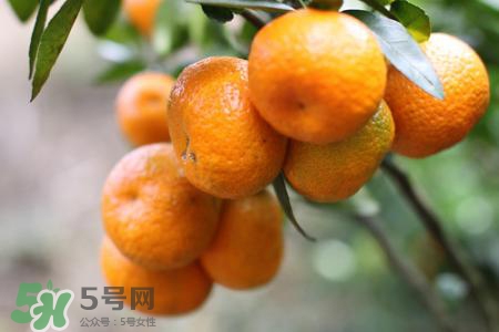 烤沙糖桔可以治咳嗽嗎？蒸沙糖桔可以治咳嗽嗎？