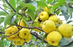冬天吃梨子太冰怎么辦？冬天怎么吃梨子不冰？