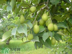 香梨的皮能吃嗎？香梨皮的好處