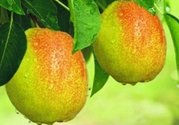 來月經(jīng)可以吃香梨嗎？月經(jīng)期間可以吃香梨嗎？