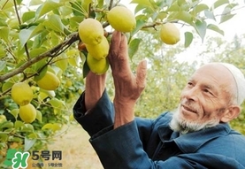 香梨吃多了會怎樣？香梨一天可以吃幾個？