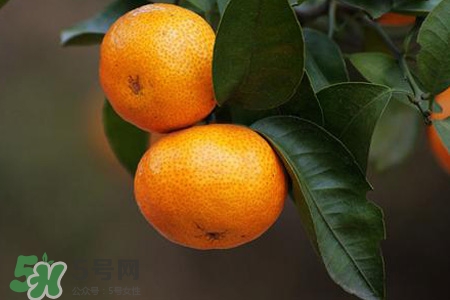 橘子不能跟什么一起吃？橘子和什么食物相克？