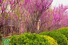 春天養(yǎng)生吃什么粥好？春季養(yǎng)生粥品有哪些？