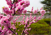 春天養(yǎng)生吃什么粥好？春季養(yǎng)生粥品有哪些？