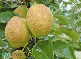 香梨怎么保存？香梨可以放冰箱嗎？