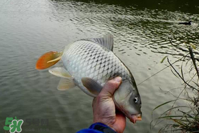 立春后能釣魚嗎？立春后好釣魚嗎？