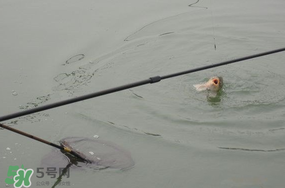 立春后能釣魚嗎？立春后好釣魚嗎？