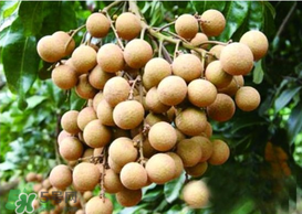 桂圓皮長(zhǎng)霉了能吃嗎？桂圓皮發(fā)霉了里面可以吃嗎？