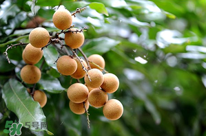龍眼一天吃多少合適？每天吃幾個(gè)龍眼合適？