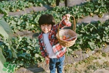 孕婦可以去摘草莓嗎？懷孕了能去摘草莓嗎？