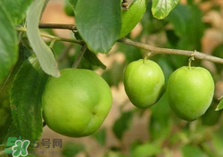 吃青棗會(huì)拉肚子嗎？拉肚子可以吃青棗嗎？