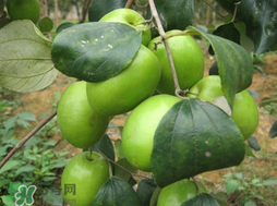吃青棗會(huì)拉肚子嗎？拉肚子可以吃青棗嗎？