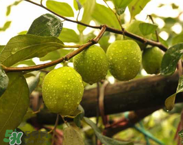 來月經(jīng)可以吃青棗嗎？月經(jīng)可以吃青棗嗎？