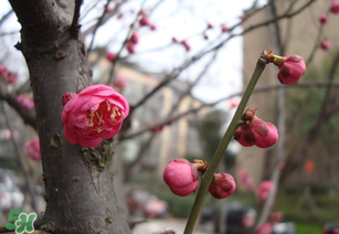 立春后種什么花？立春時開的花有哪些？