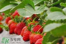 現(xiàn)摘的草莓有農(nóng)藥嗎？怎么辨別草莓打過(guò)農(nóng)藥？