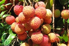 吃荔枝會(huì)酒駕嗎？為什么吃荔枝會(huì)酒駕？