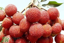 吃荔枝會(huì)酒駕嗎？為什么吃荔枝會(huì)酒駕？