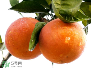 血橙為什么沒有血絲？血橙為什么不紅？