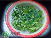 香菜煮水洗腎是真的嗎？香菜煮水洗腎是真的嗎