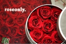 roseonly是什么花？roseonly是真花還是假花？