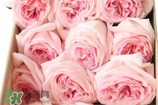 roseonly可以保存多久？roseonly能放多長時間？