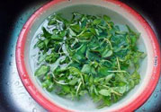 香菜煮水洗腎是真的嗎？香菜煮水洗腎是真的嗎