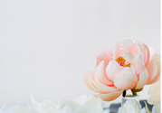 網(wǎng)上可以送花嗎？網(wǎng)上送花的的多久能到？